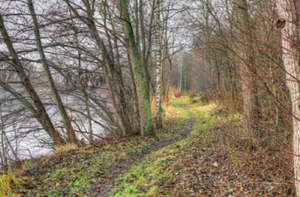 Bild von einem Weg zwischen Bäumen an einem See