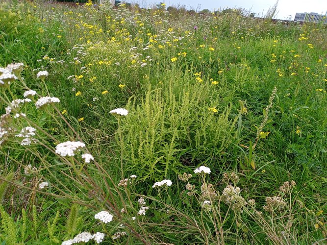 Mehr Informationen über Ambrosia-Standorte im Land Berlin