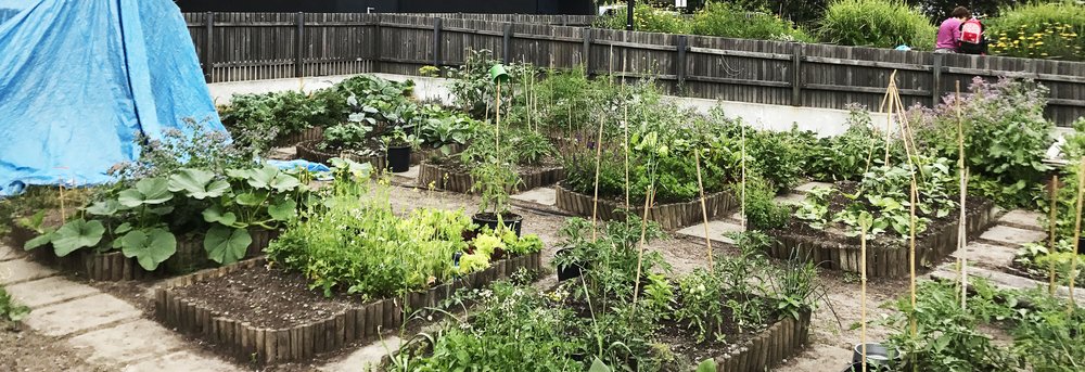 Mehr Informationen über Berliner Gemeinschaftsgarten-Programm