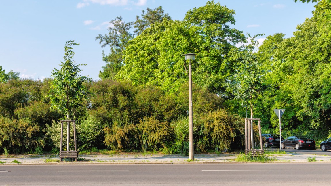 : Neue Baumpflanzungen an der Straße ©Schimanski